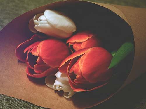 flower bouquet red and white tulip bouquet tulip